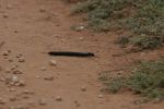 safrica10_image61.jpg